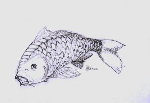 koi